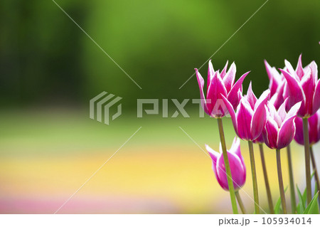 変わったチューリップ 変わったチューリップ 105934014