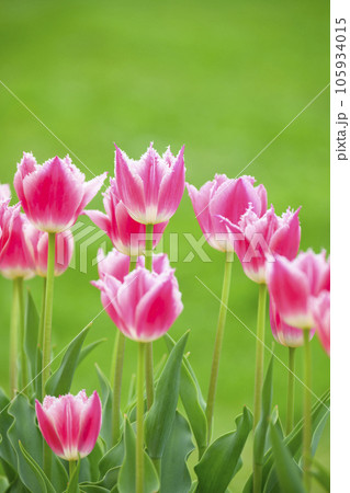 変わったチューリップ（コピースペース多め） 105934015
