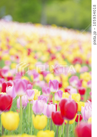 満開のチューリップ 満開のチューリップ 105934018