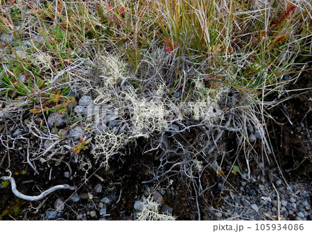 アイスランド ミーヴァトン近く エイランタイ アイスランド ミーヴァトン近く エイランタイ 105934086