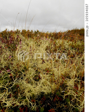 アイスランド ミーヴァトン近く エイランタイ アイスランド ミーヴァトン近く エイランタイ 105934087