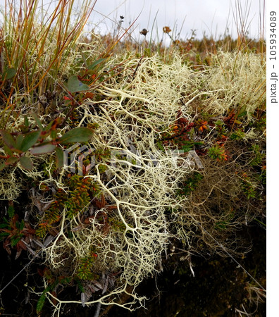 アイスランド　ミーヴァトン近く　エイランタイ 105934089