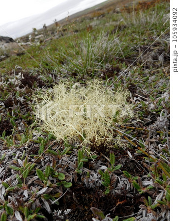 アイスランド　ミーヴァトン近く　エイランタイ 105934092