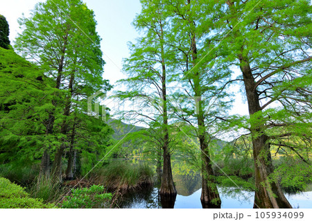 藺牟田池 105934099