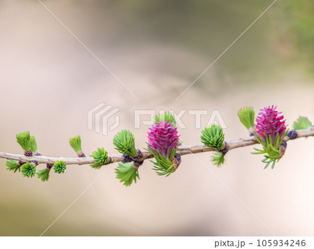 Larch tree fresh pink cones blossom at spring on nature background Larch tree fresh pink cones blossom at spring on nature background 105934246