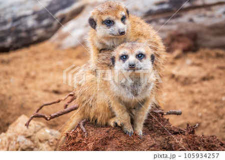 A group of cute meerkats. Meerkat Family are sunbathing. 105934257