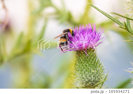 Bumble-bee sitting on wild thistle purple flower Bumble-bee sitting on wild thistle purple flower 105934271