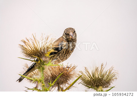 European goldfinch with juvenile plumage, feeding on the seeds of thistles. Carduelis carduelis. European goldfinch with juvenile plumage, feeding on the seeds of thistles. Carduelis carduelis. 105934272