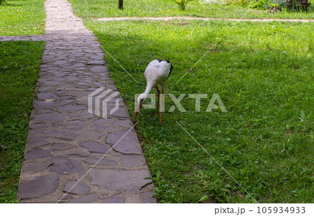 White stork, Ciconia ciconia, on a green meadow. 105934933