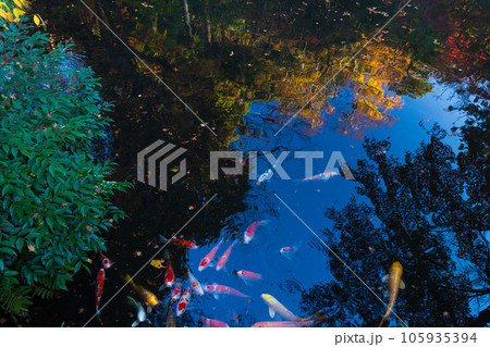 晩秋の古都鎌倉　紅葉の鶴岡八幡宮　柳原神池 105935394