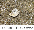 砂浜に置かれた貝殻 105935668