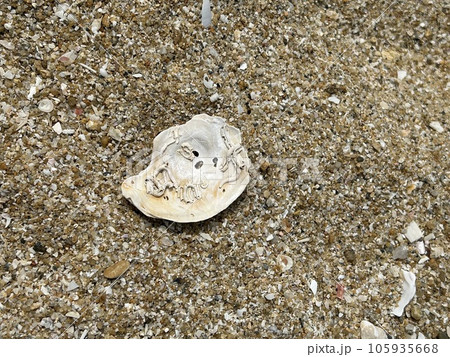 砂浜に置かれた貝殻 砂浜に置かれた貝殻 105935668