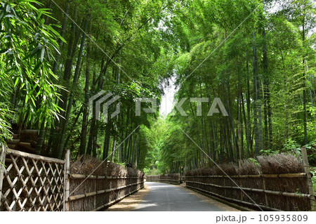 京都・向日市物集女の竹林の径 京都・向日市物集女の竹林の径 105935809