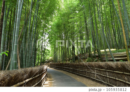 京都・向日市物集女の竹林の径 京都・向日市物集女の竹林の径 105935812