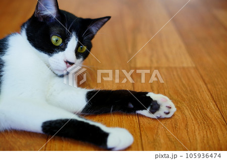 床に寝そべる猫(びっくり) 床に寝そべる猫(びっくり) 105936474