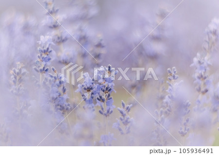 Close up Lavender flower blooming scented fields in endless rows on sunset. Selective focus on Bushes of Lavandula angustifolia purple aromatic flowers at lavender fields. Lavandula officinalis 105936491