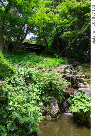 殿ヶ谷戸庭園の次郎弁天池 殿ヶ谷戸庭園の次郎弁天池 105937133