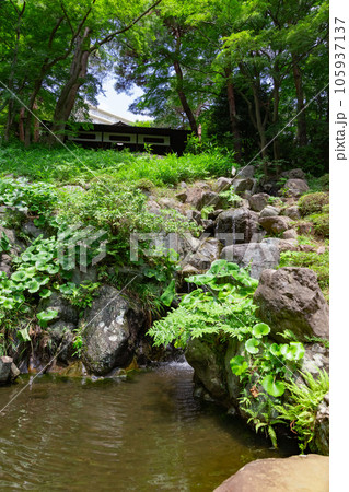 殿ヶ谷戸庭園の次郎弁天池 殿ヶ谷戸庭園の次郎弁天池 105937137