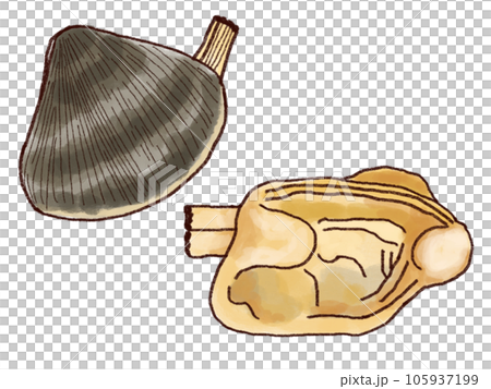短頸蛤插畫素材 105937199
