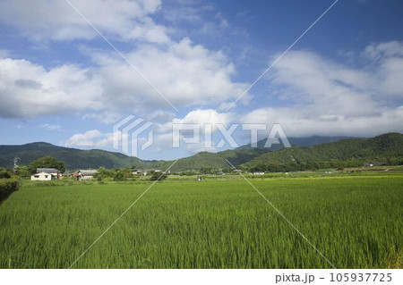 京都五山送り火　嵯峨野の田園風景と嵯峨鳥居本の曼荼羅山2 105937725