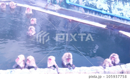 猿の温泉 猿の温泉 105937758