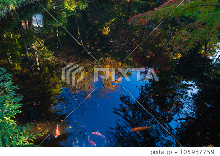 晩秋の古都鎌倉　紅葉の鶴岡八幡宮　柳原神池 105937759