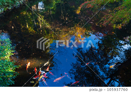 晩秋の古都鎌倉 紅葉の鶴岡八幡宮 柳原神池 晩秋の古都鎌倉 紅葉の鶴岡八幡宮 柳原神池 105937760