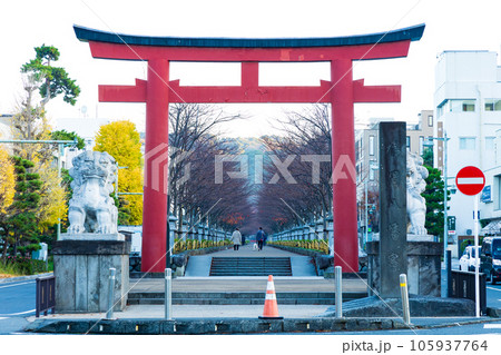 晩秋の古都鎌倉 紅葉の鶴岡八幡宮 二の鳥居と段葛(参道) 晩秋の古都鎌倉 紅葉の鶴岡八幡宮 二の鳥居と段葛(参道) 105937764