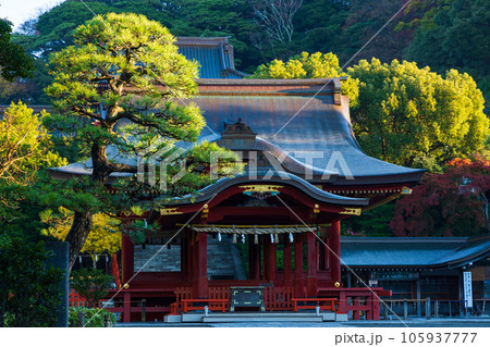 晩秋の古都鎌倉 紅葉の鶴岡八幡宮 舞殿 晩秋の古都鎌倉 紅葉の鶴岡八幡宮 舞殿 105937777