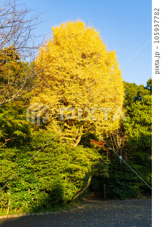 晩秋の古都鎌倉　紅葉の鶴岡八幡宮 105937782