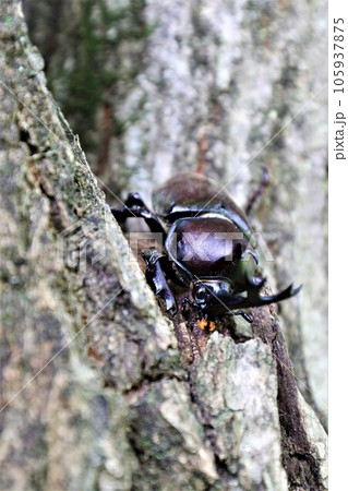 夏の猛暑で有名な鳩山町愛郷の里の森に生息しているカブトムシ 105937875