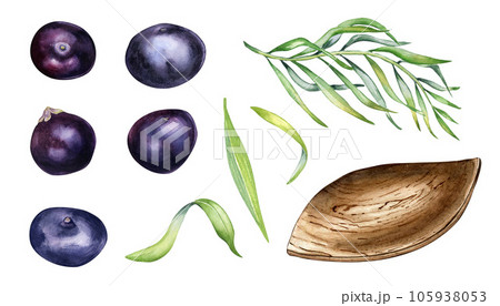 Set of acai berries, wooden plate watercolor illustration isolated on white. Exotic amazon small purple berries, leaf shaped plate, palm leaves hand drawn. Design element for packaging, label Set of acai berries, wooden plate watercolor illustration isolated on white. Exotic amazon small purple berries, leaf shaped plate, palm leaves hand drawn. Design element for packaging, label 105938053