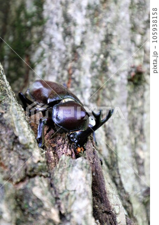 夏は猛暑で有名な鳩山町愛郷の里の森に生息しているカブトムシのオス 105938158