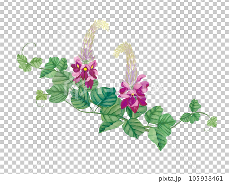 水彩手繪葛根 水彩手繪葛根 105938461