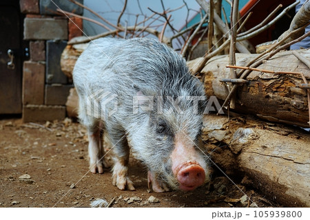 ミニブタ　（ノースサファリサッポロ） 105939800