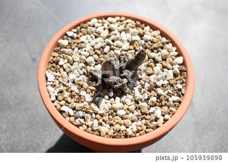 プセウドリトスマッコイ マッコイ ガガイモ 多肉植物 プセウドリトスマッコイ マッコイ ガガイモ 多肉植物 105939898