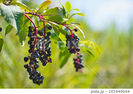 ヨウシュヤマゴボウ/洋種山牛蒡 ヨウシュヤマゴボウ/洋種山牛蒡 105940694