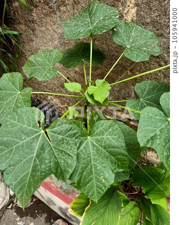 Close up of barbados nut plant Close up of barbados nut plant 105941000