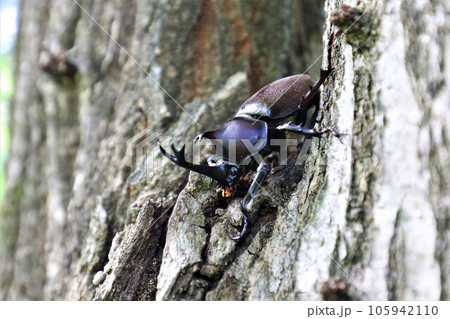 夏の猛暑で有名な鳩山町愛郷の里の森に生息しているカブトムシのオス 夏の猛暑で有名な鳩山町愛郷の里の森に生息しているカブトムシのオス 105942110