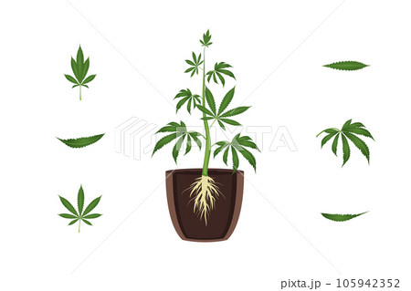 Cartoon Color Cannabis Plant Element Set Concept Flat Design Style. Vector illustration of Plant in the Pot Cartoon Color Cannabis Plant Element Set Concept Flat Design Style. Vector illustration of Plant in the Pot 105942352