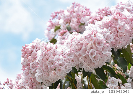 カルミア カルミア 105943043