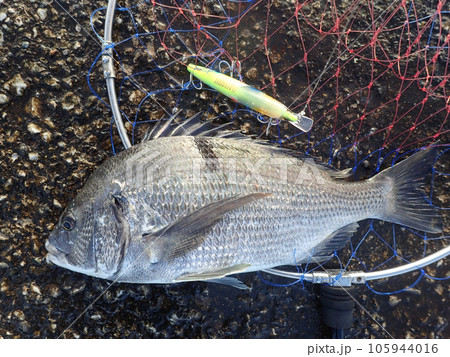 堤防から釣れた黒鯛 堤防から釣れた黒鯛 105944016