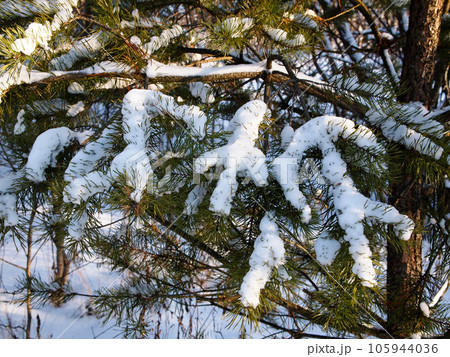 Winter forest, icy spruce branch, covered with snow. Winter forest, icy spruce branch, covered with snow. 105944036