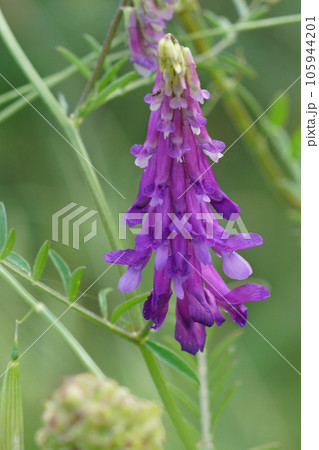 Colorful closeup on the purple flower of hairy, fodder or winter vetch, Vicia villosa in a meadow 105944201