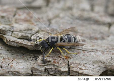 Closeup on the Medick or Black-headed Mason Wasp, Odynerus melanocephalus sitting on wood 105944206
