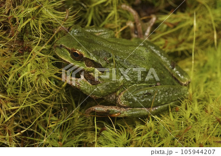 Closeup on a cute green, Pacific treefrog, Pseudacris regilla, sitting on moss in north Oregon Closeup on a cute green, Pacific treefrog, Pseudacris regilla, sitting on moss in north Oregon 105944207