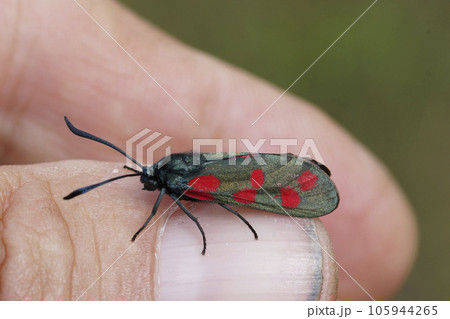Closeup on a diurnal colorful mateliic Six-Spot Burnet moth, Zygaena filipendulae sitting on the tip of a finger 105944265