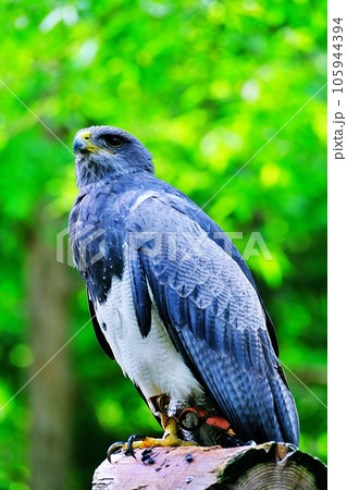 ワシノスリ 105944394