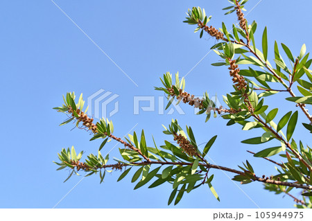 ブラシノキの花後の様子(10月) ブラシノキの花後の様子(10月) 105944975