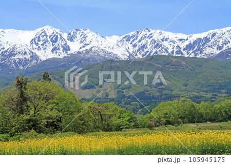 白馬の5月 野平から望む残雪の白馬連峰 白馬の5月 野平から望む残雪の白馬連峰 105945175
